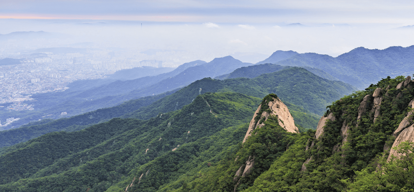 파라스파라 프라나오너스 관련 이미지