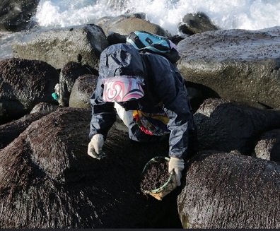 울릉도-돌김채취