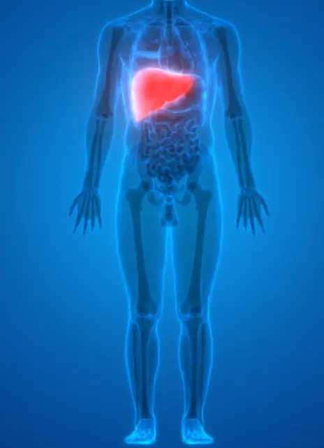 감마지티피 수치가 높을 때 나타나는 증상