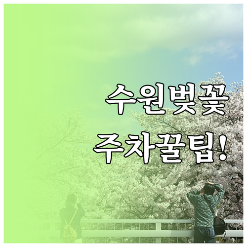 수원 벚꽃 명소 주차 혼잡 피하는 방..