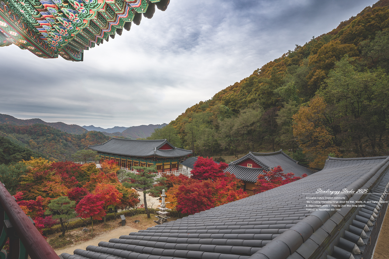 #충주 #석종사 #불교 #사찰 #가을 #단풍