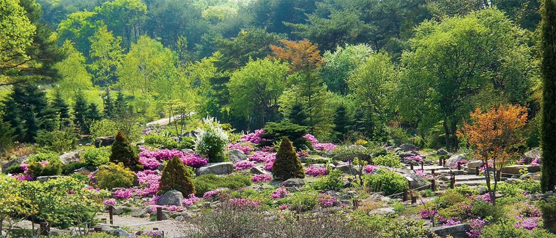 경기도 포천 평강랜드 수국