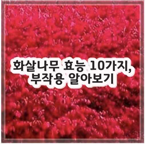 화살나무 효능 10가지, 부작용 알아보기