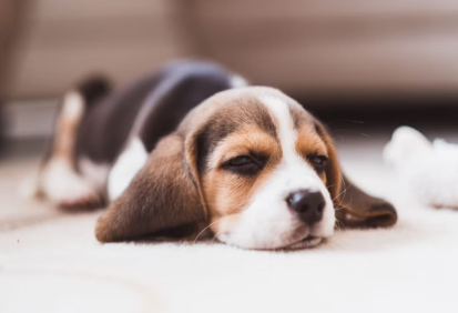 누워있는 강아지