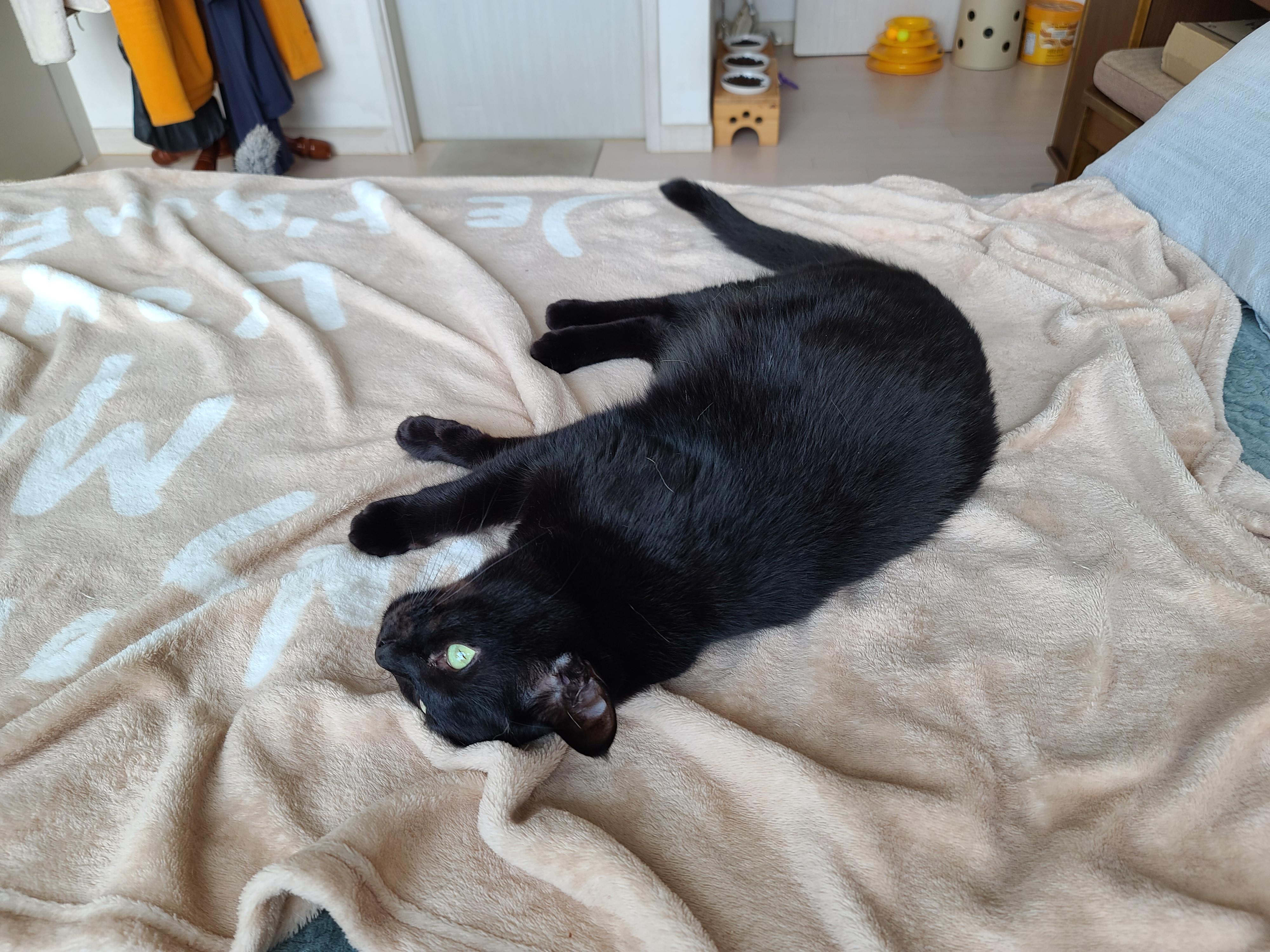 올블랙 건이 보고 힐링~ 그냥 예뻐서 올리는 영상과 사진.