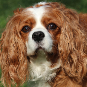 긴 귀가 덮힌 털이 수북한 강아지