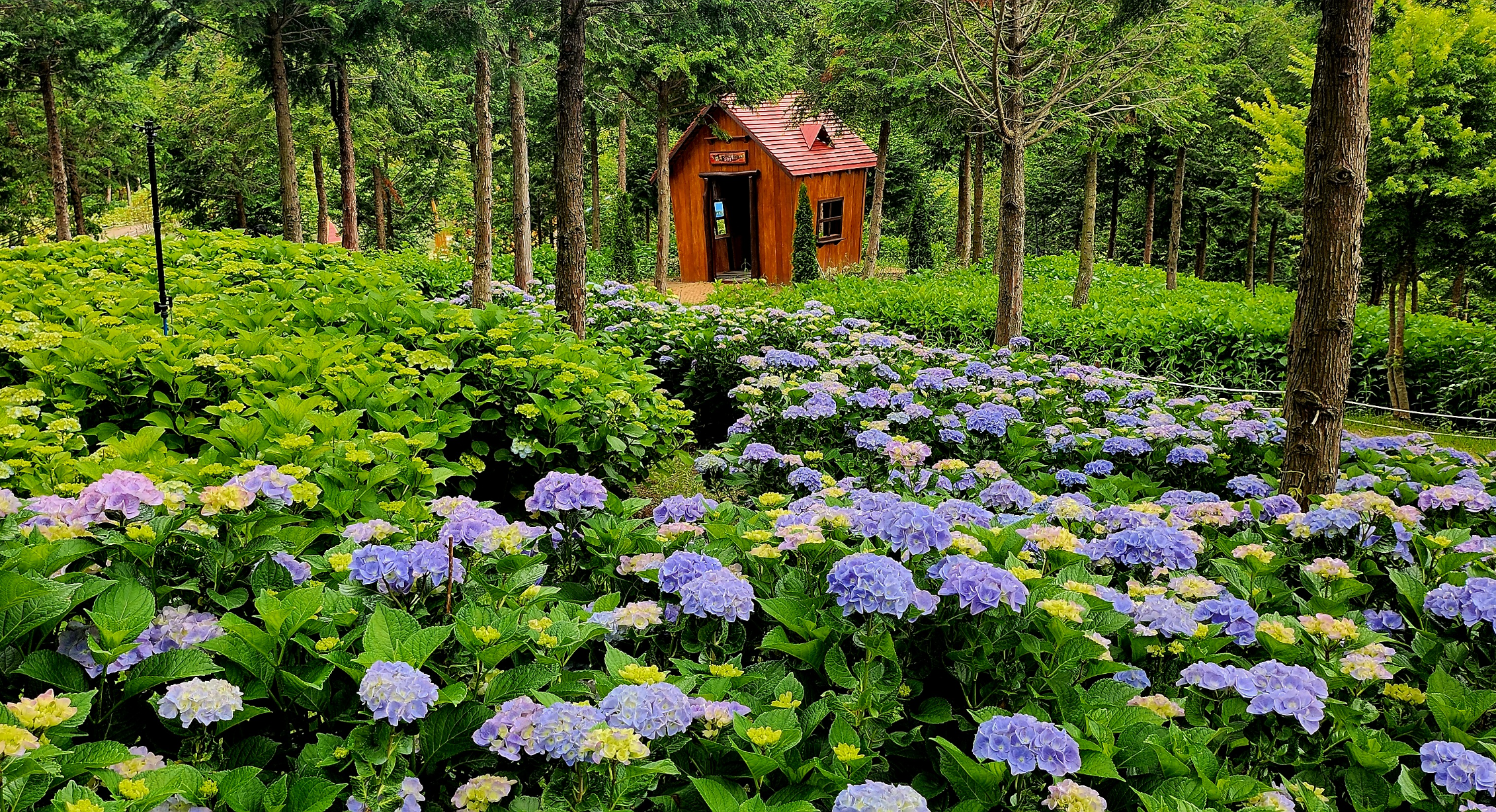 윤제림 수국
