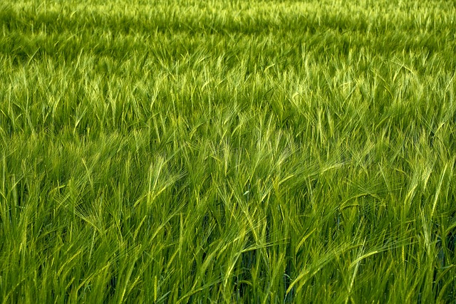 파로 곡물 효능