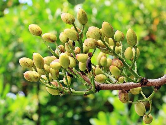 pistachio, 피스타치오, 피스타치오 효능, 피스타치오 나무, 피스타치오 칼로리