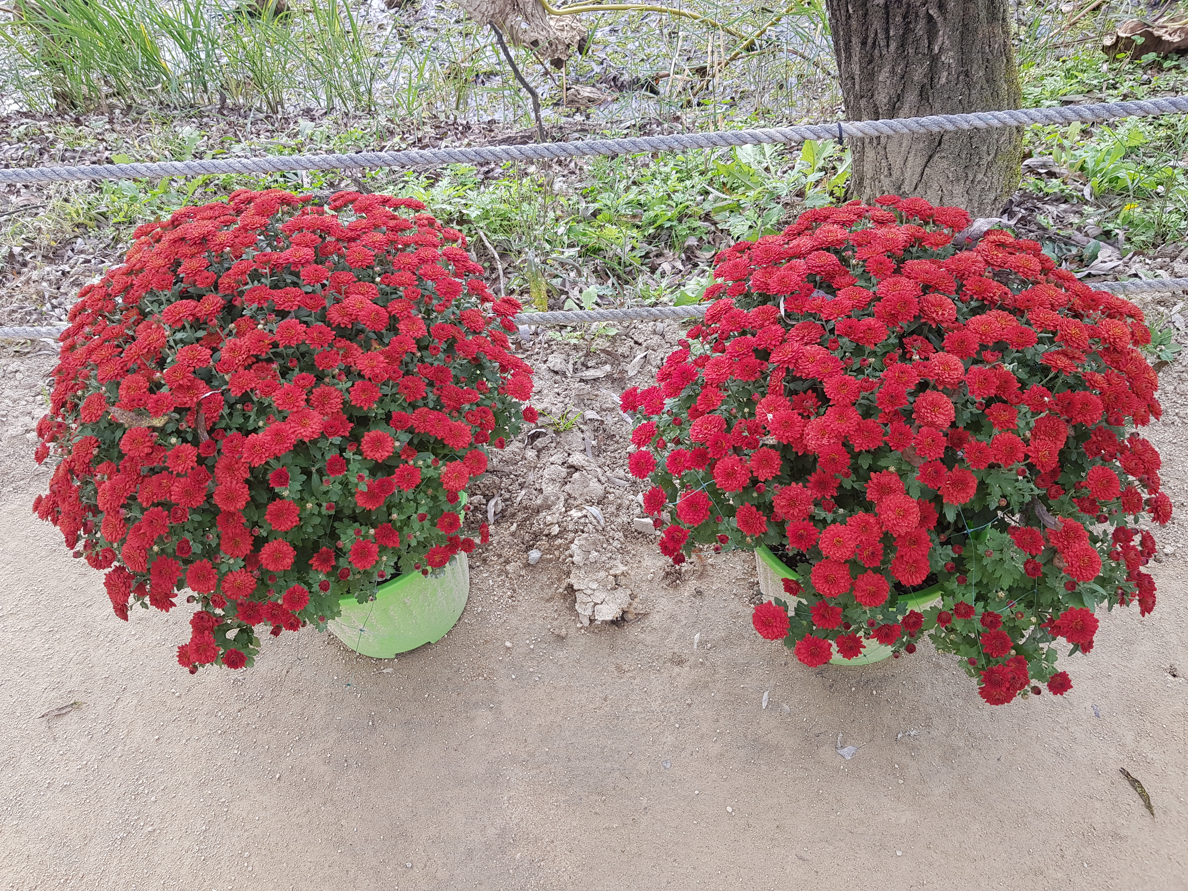 2026 벚꽃 개화시기 언제? 전국 명소 완벽 정리