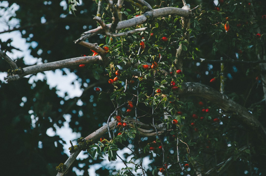 Prune