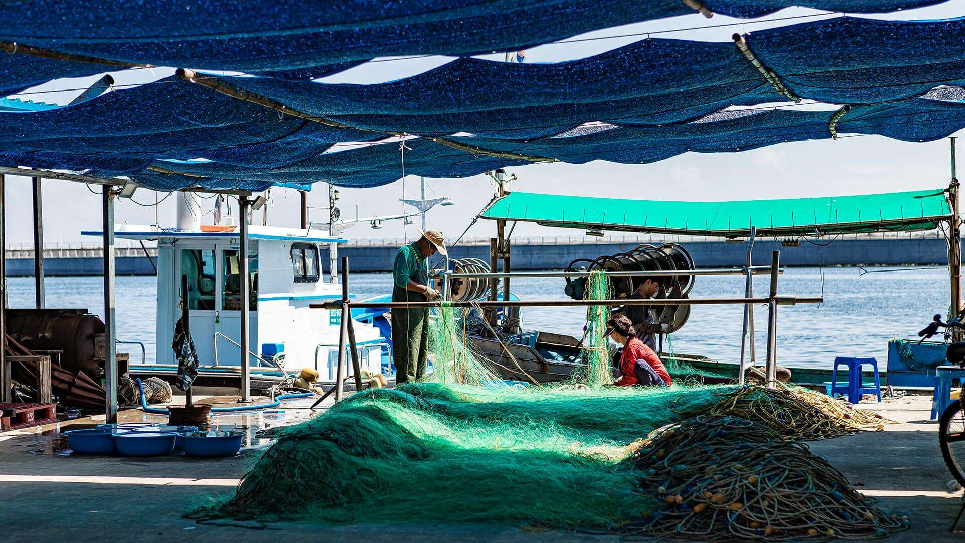 강릉 사근진 해변 유채꽃밭