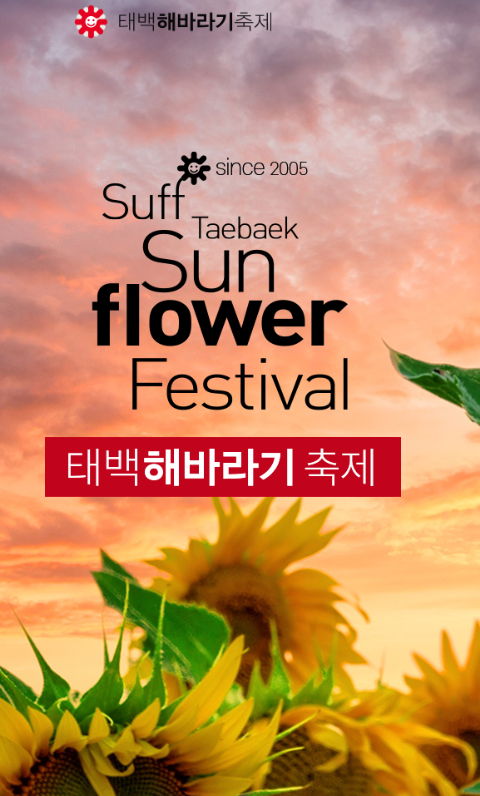 태백 해바리기축제