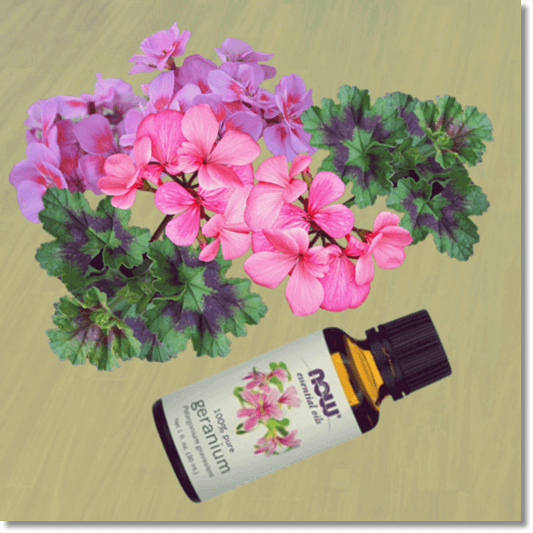 제라늄 오일 효능 및 활성 성분 사용법과 주의점