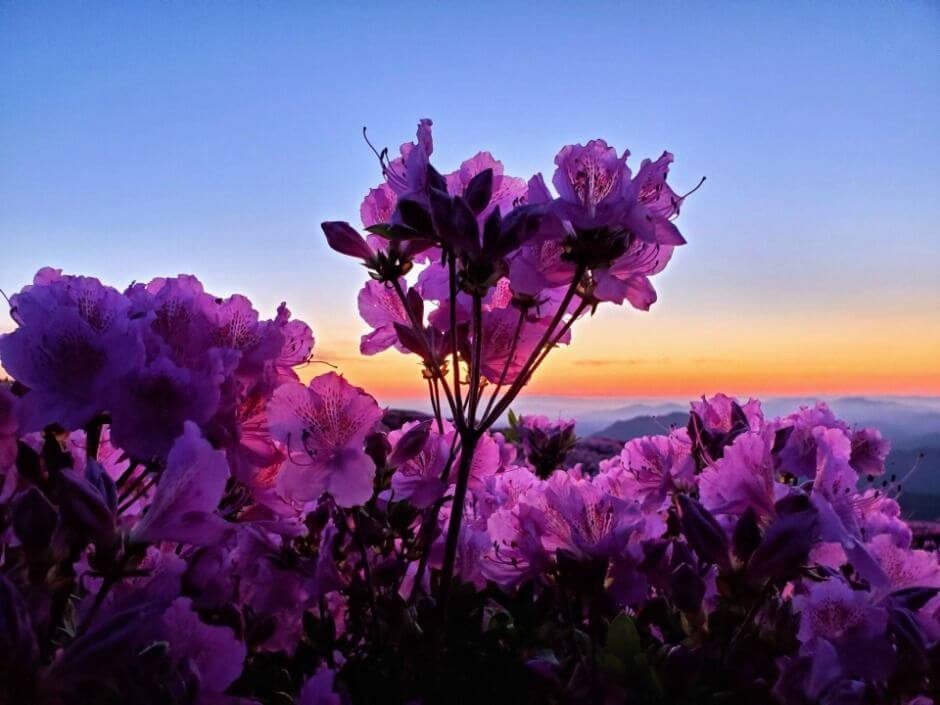 황매산 철쭉제 2026