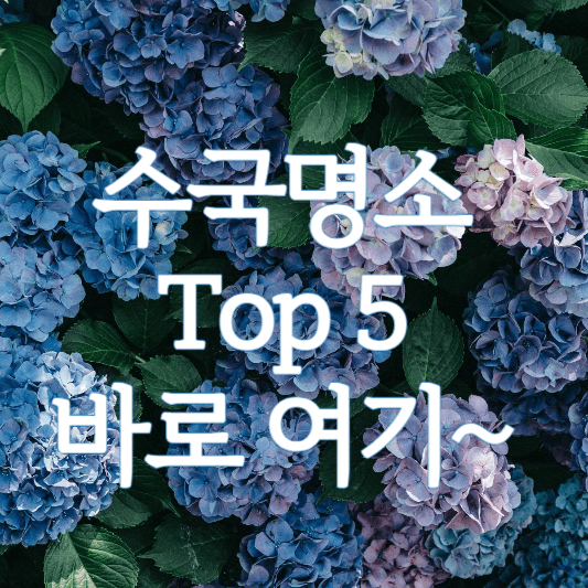 이맘때 꼭 가봐야 할 수국 명소 Top 5