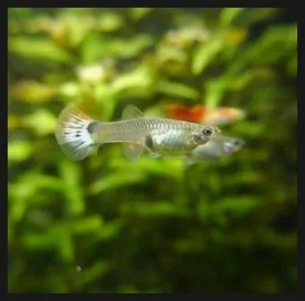 구피 키우기와 건강하게 번식시키는 팁_19