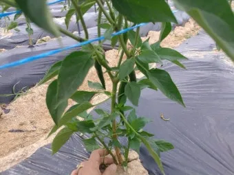 고춧잎 재배 잎 수확용 가지 치기 친환경 시비_5