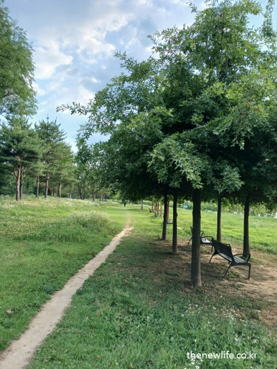 서울 암사생태공원 걷기 좋은 길 – 벤치와 그늘이 함께하는 숲속 흙길