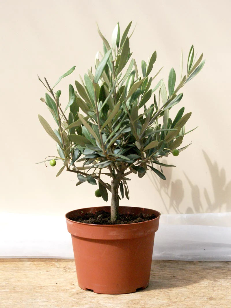 올리브(Olive, Olea europaea)