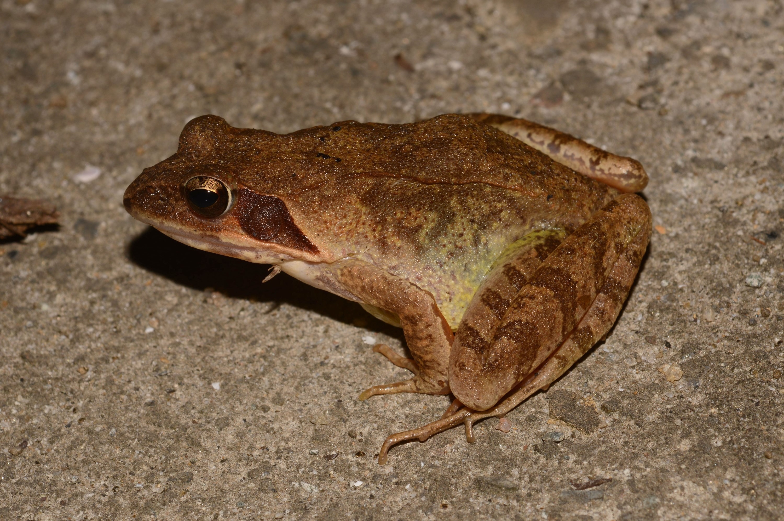 2025 멸종위기 동물|북방산개구리, 봄을 깨우는 논두렁의 수호자