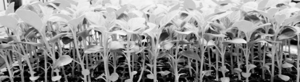 참깨 보관방법: 냉장 보관