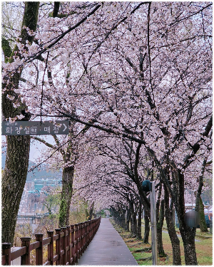대청댐벚꽃길