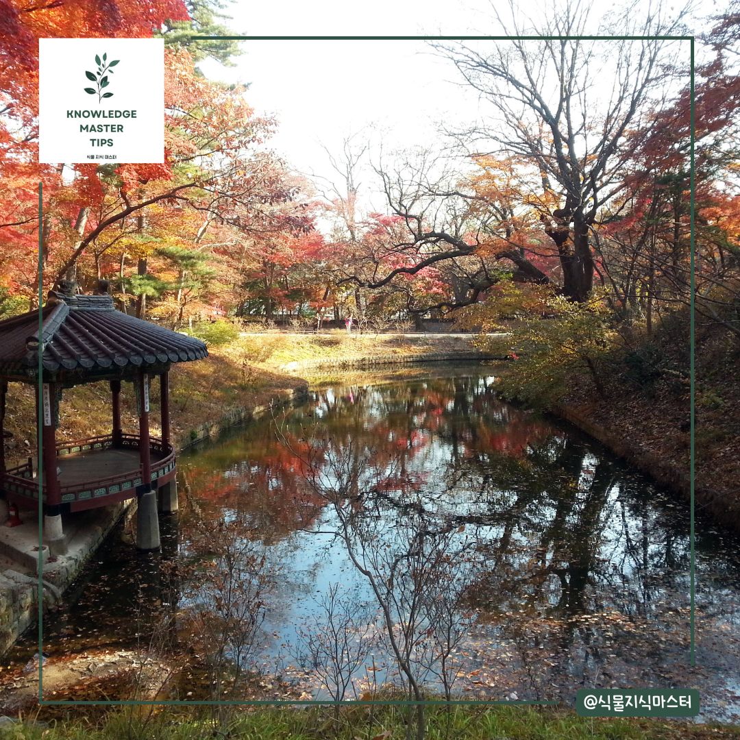 서울 단풍 명소 - 창덕궁 후원