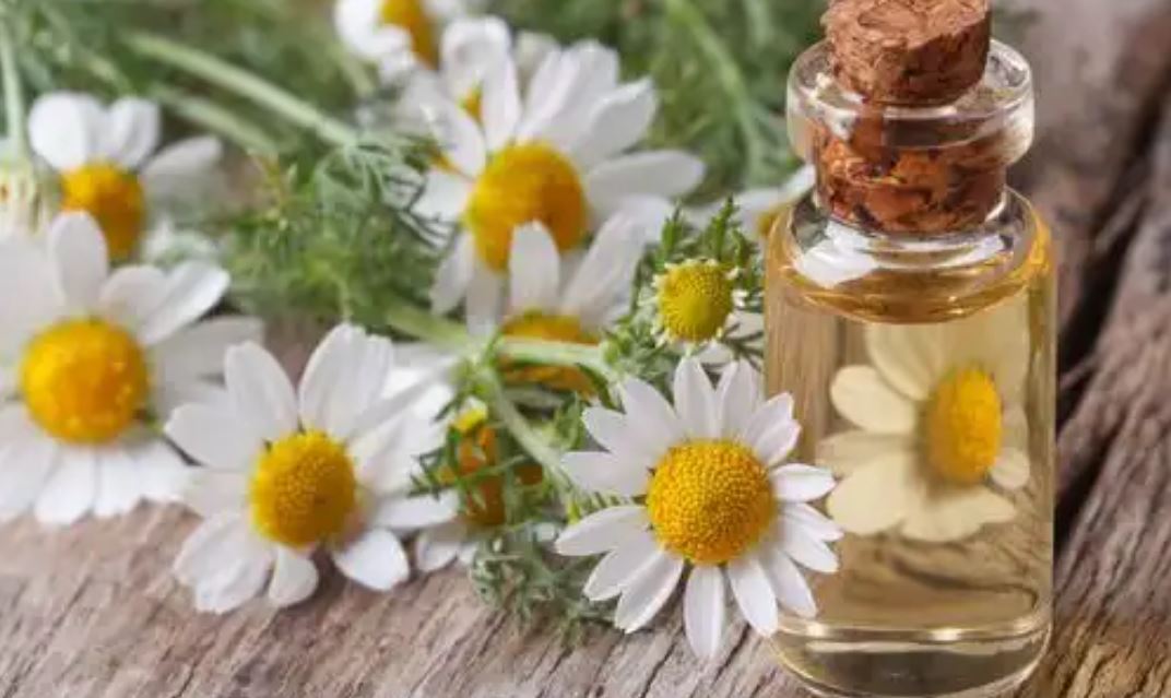 카모마일 오일 Chamomile oil