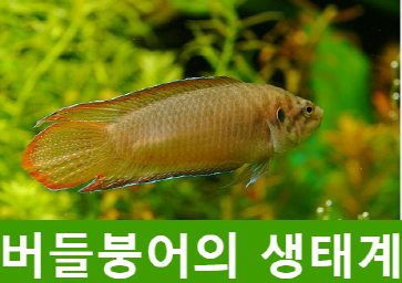 버들붕어 생태계