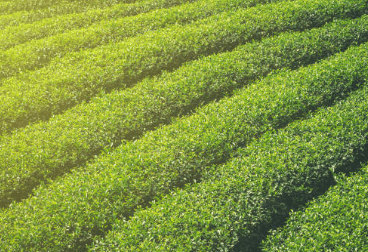 작두콩차 효능 10가지 부작용