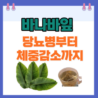 바나바잎 당노병