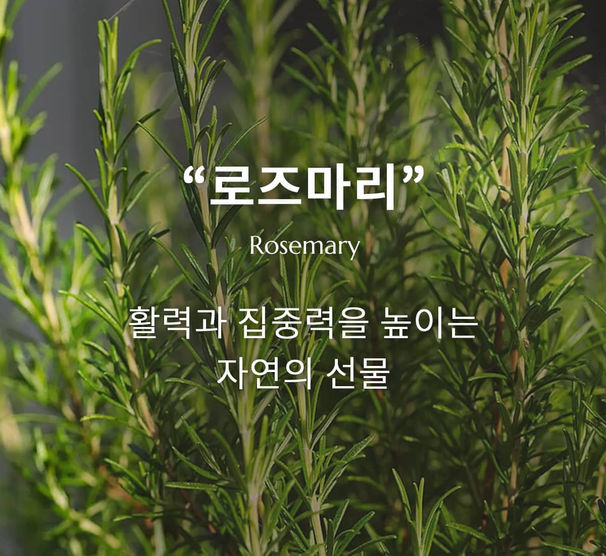 로즈마리 에센셜 오일의 모든 것! 특성부터 활용법까지