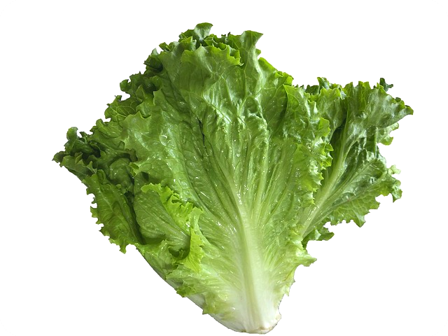 강아지 양상추 먹어도 되나요?