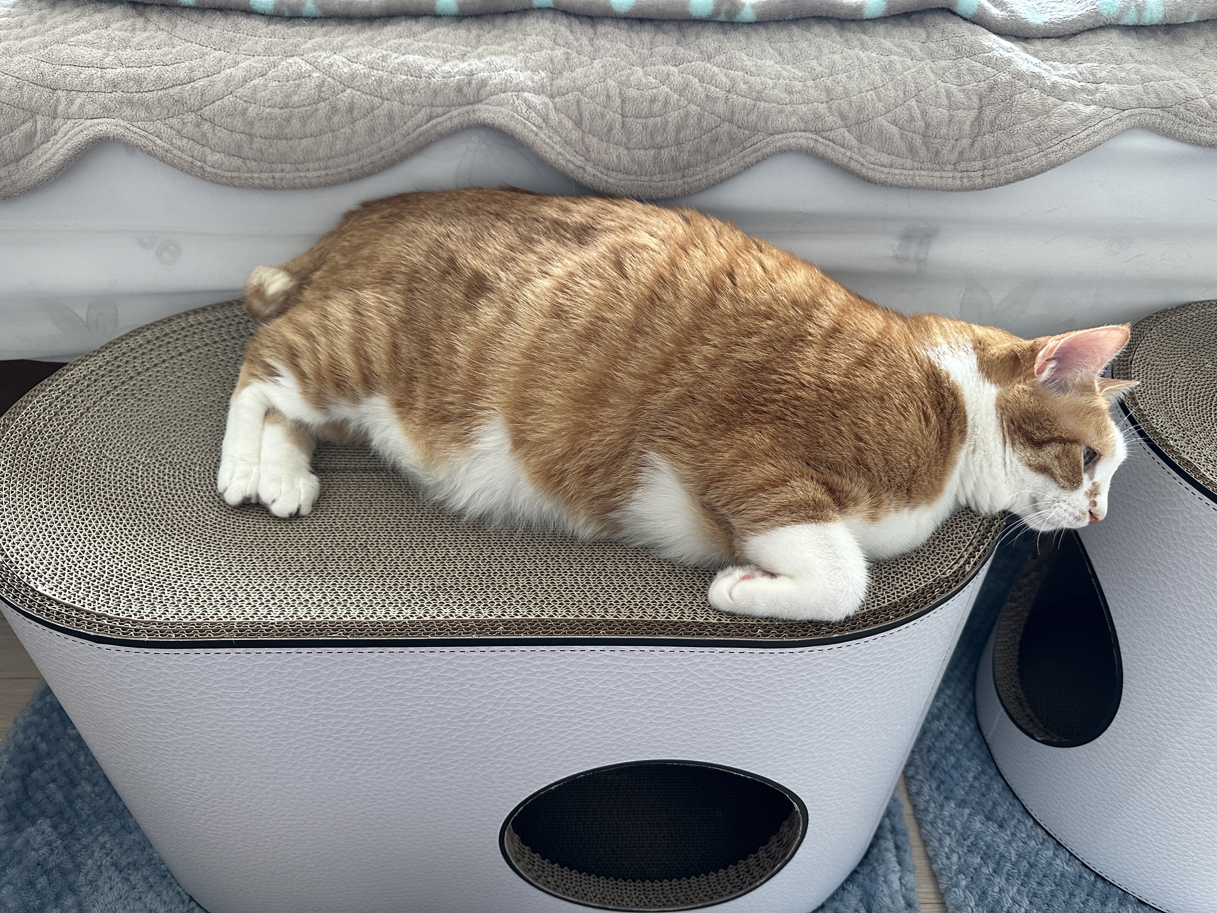 입구가_두개인_하우스형_고양이_스크래쳐_하이라운드