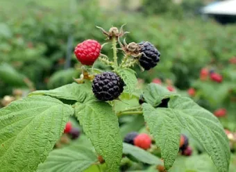 복분자 재배 지주 세우기 가지치기 병해 예방_32