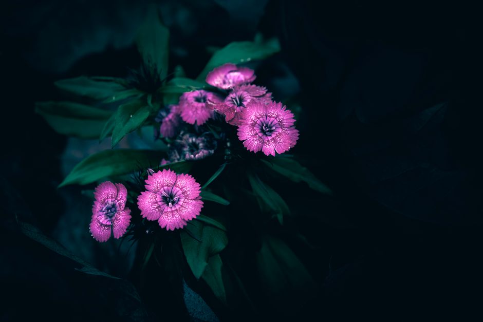 A cluster of moody pink flowers illuminated against a dark green leafy background.