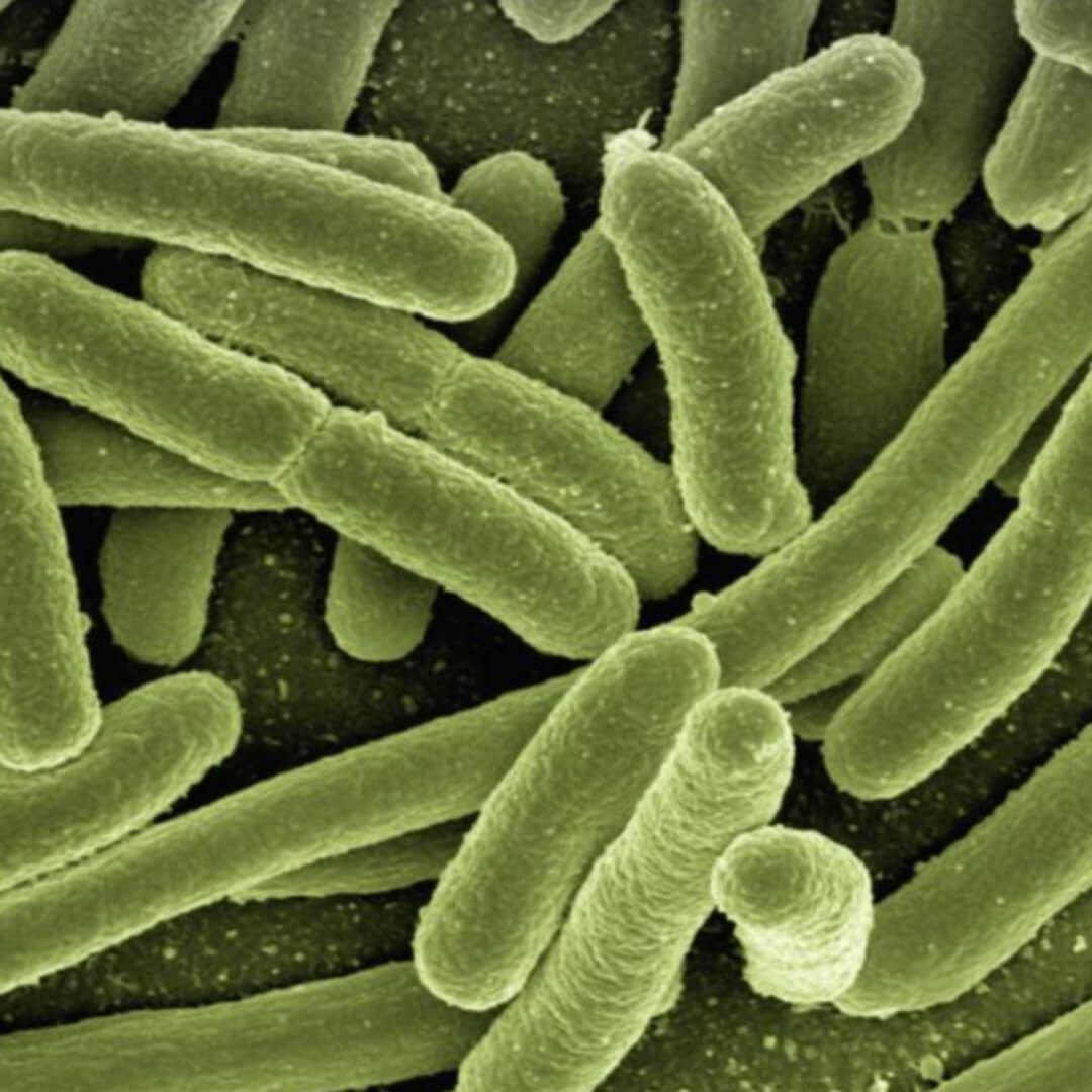 무좀 곰팡이진균 세균