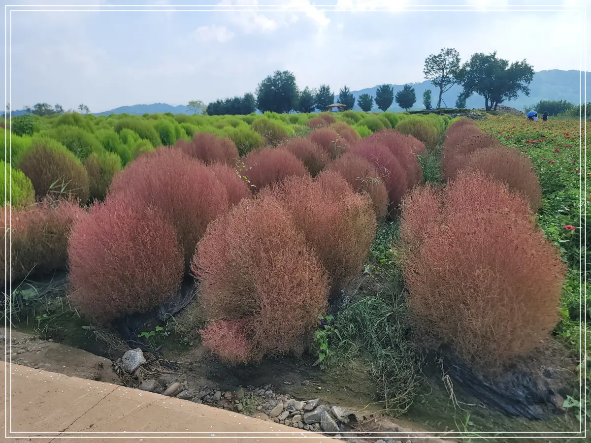 댑싸리-갈색-녹색