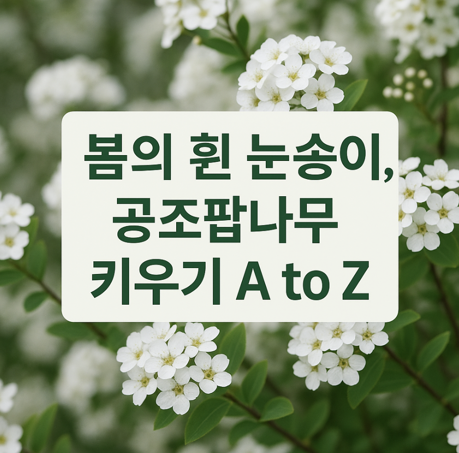 봄의 흰 눈송이, 공조팝나무 키우기 A to Z
