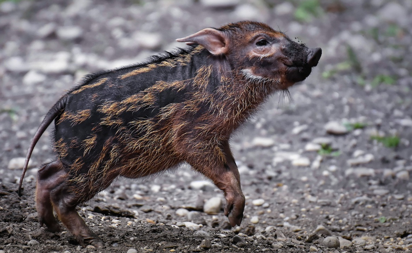 멧돼지가-나오는-꿈