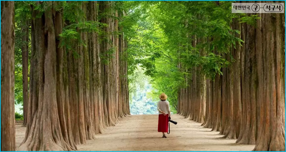 남이섬 메타세쿼이아 숲길