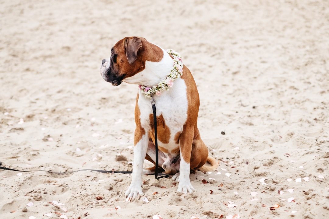 boxer