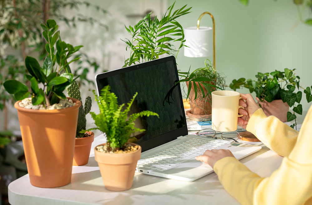 실내 공기질을 개선하는 식물들