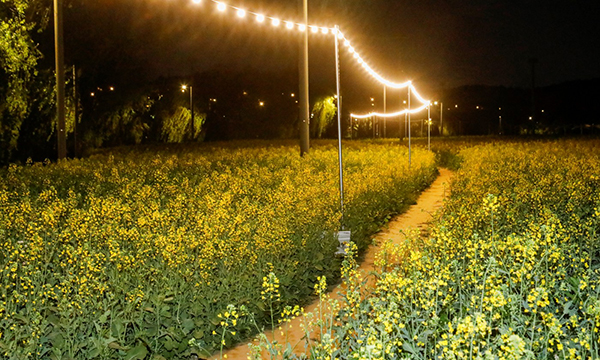 한강 서래섬 유채꽃 축제