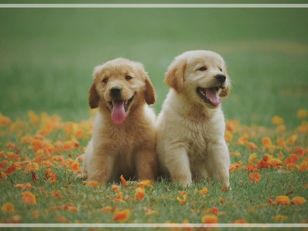 반려동물 여름휴가 여행지 추천 관련 사진