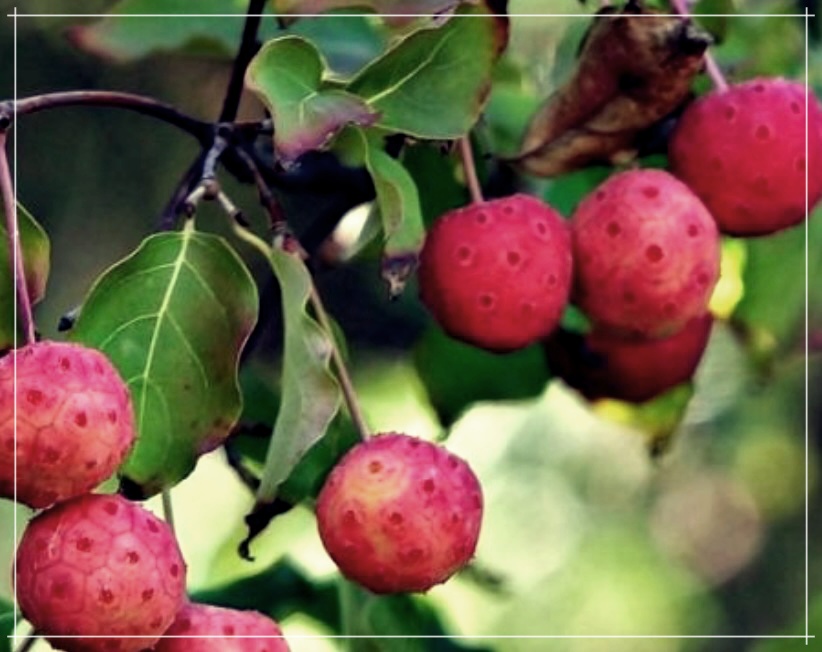 산딸나무 열매 효능, 먹는 방법 및 부작용