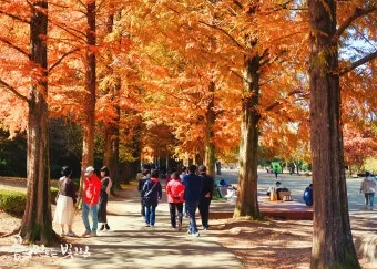 경상남도 수목원 5월의 꽃 관음죽꽃 핑퐁나무 황금자주달개비 마가렛 만첩빈도리 자란 크레이프자스민_20