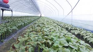 제8회 금산깻잎 화합 한마당 기본일정과 특징 소개 홍진영 출연