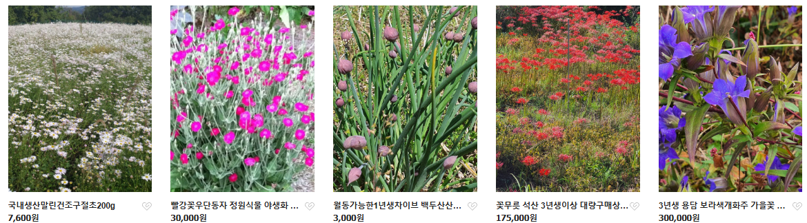 6시내고향 두메부추 자생식물 세종 연동면 세종약초원 정보